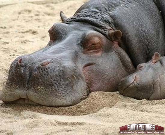 Funny Hippo Animal Sleeping Picture