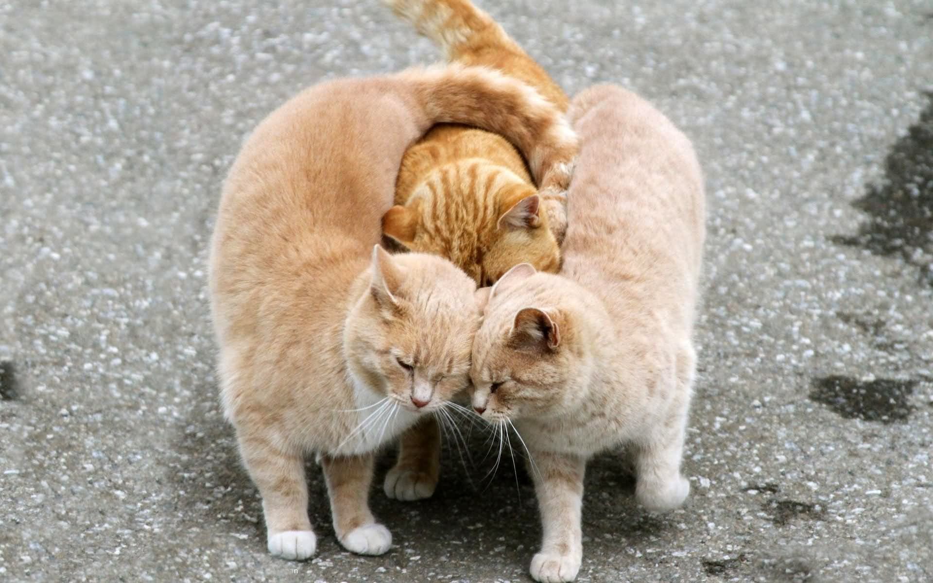 Funny Hugging Cats