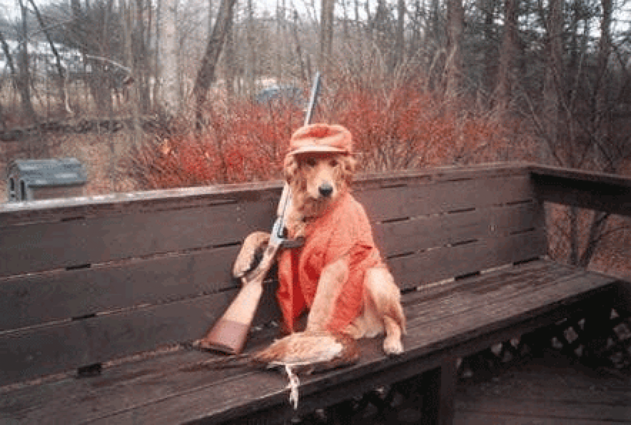 Funny Hunting Dog With Gun