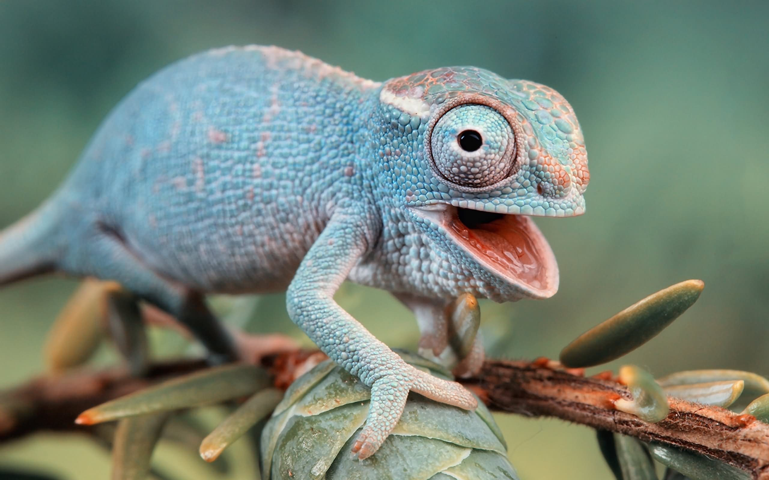 Funny Nature Chameleon Picture