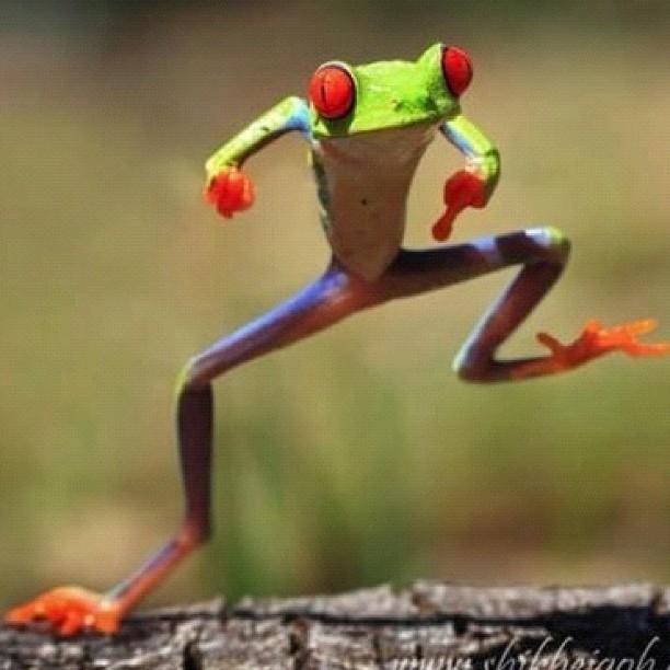Funny Nature Frog Dancing Picture For Whatsapp