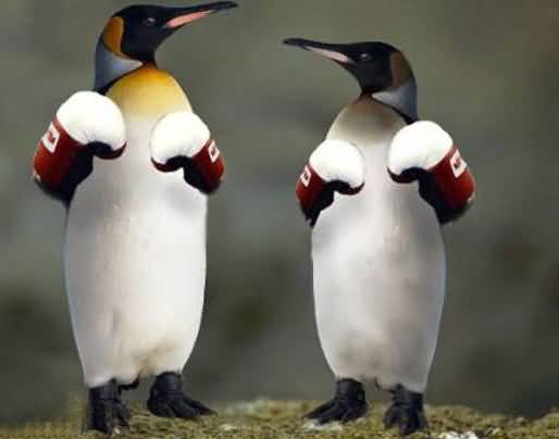 Funny Penguin Boxing Picture