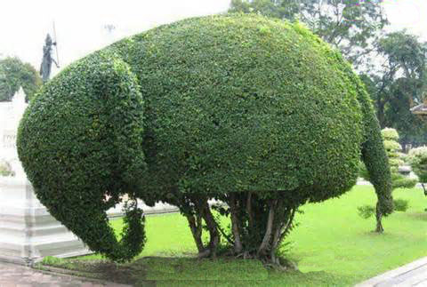 Funny-Plant-Elephant.jpg