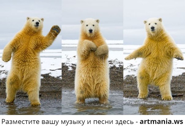 Funny Polar Beer Dancing Picture