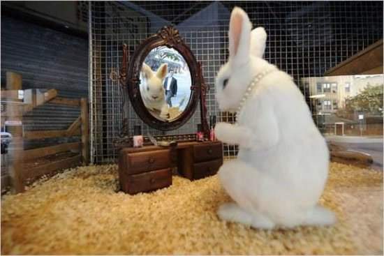 Funny Rabbit Doing Makeup