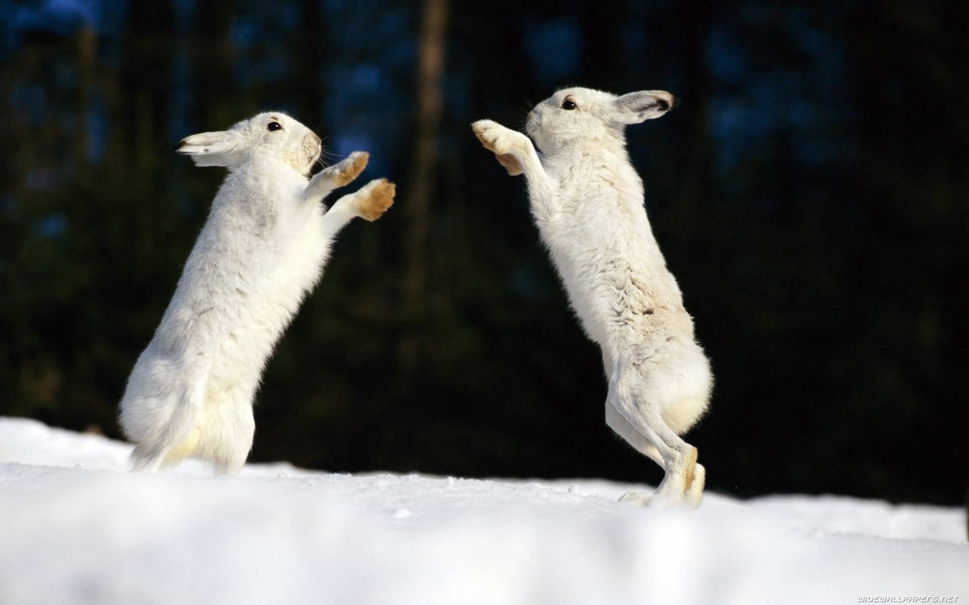 Funny Rabbit Fighting Picture