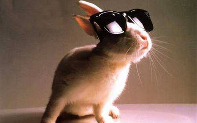 Funny Rabbit In Black Sunglasses