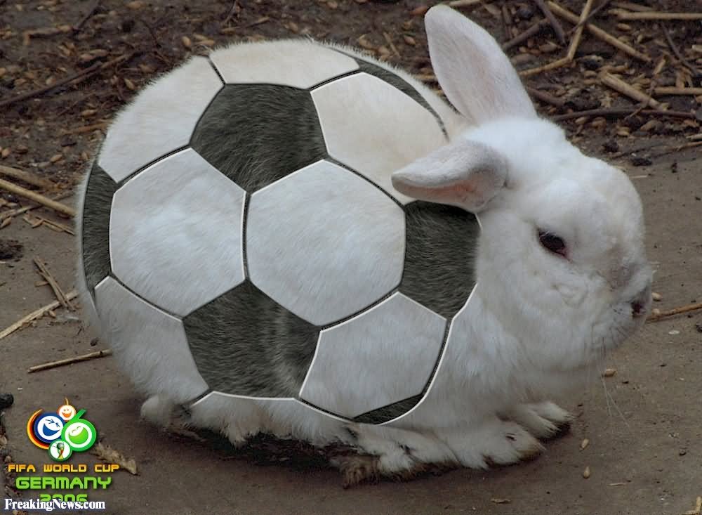 Funny Rabbit In Football Dress