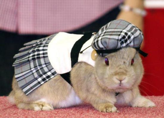 Funny Rabbit In Girl Dress
