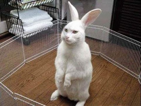 Funny Rabbit In Jail