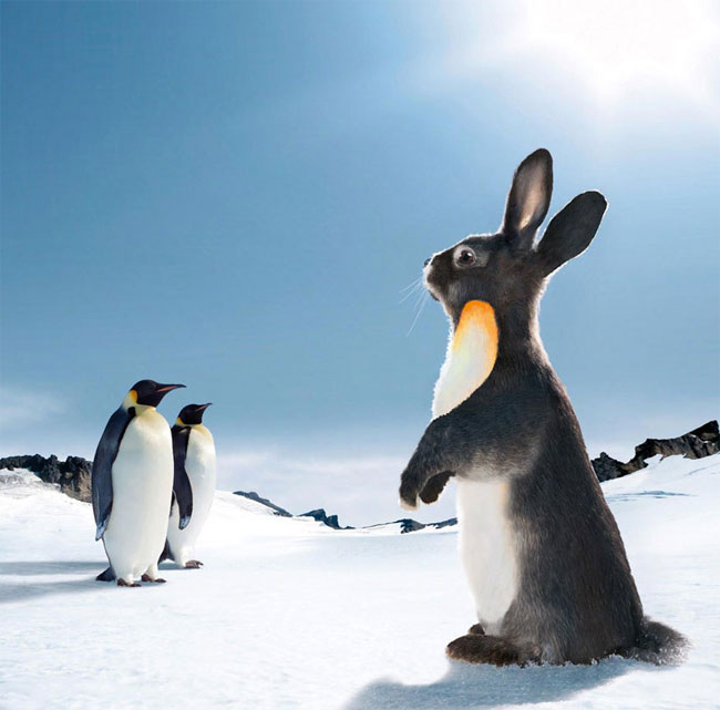 Funny Rabbit In Penguin Dress