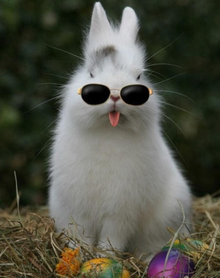 Funny Rabbit In Sunglasses