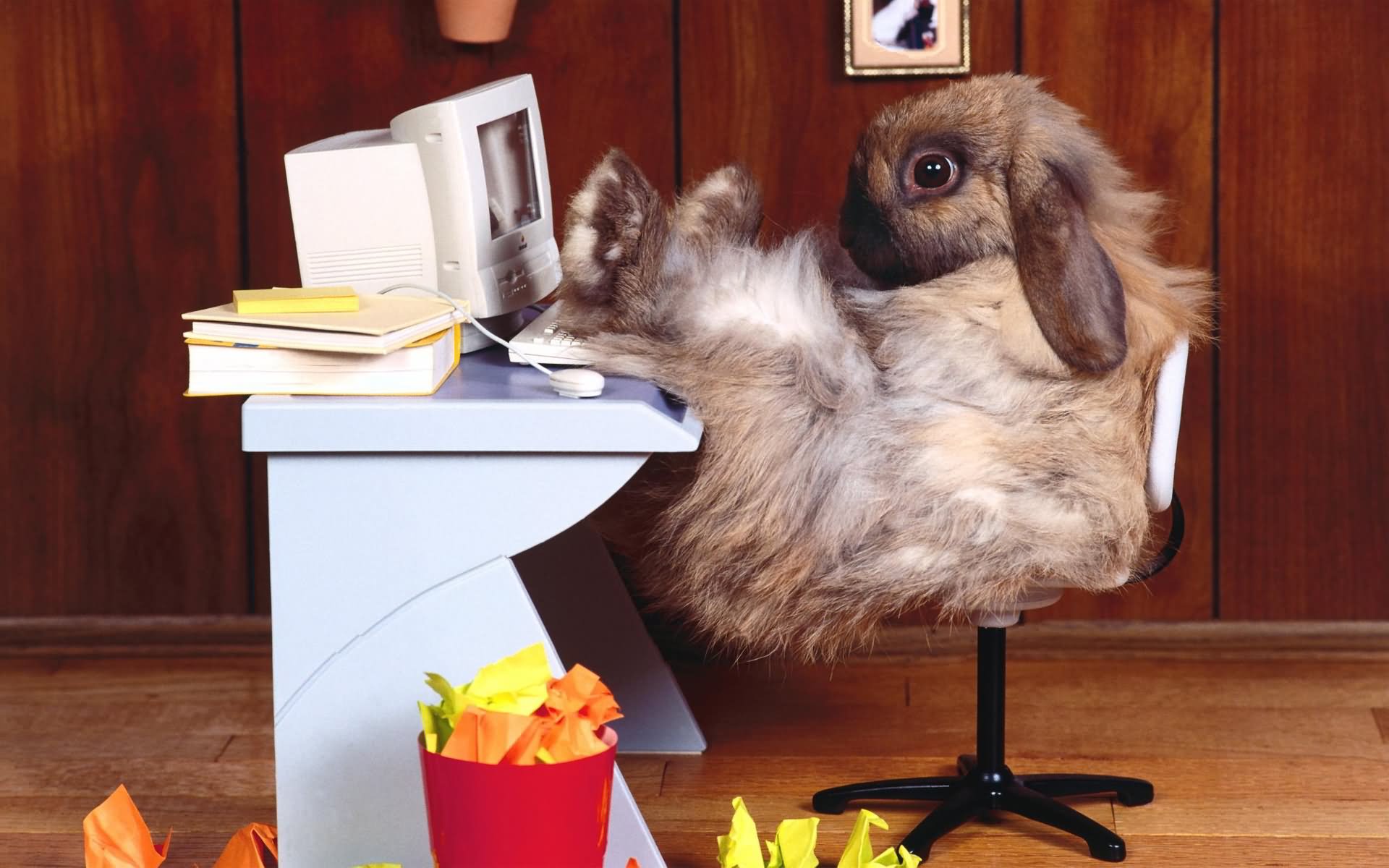 Funny Rabbit Operating Picture