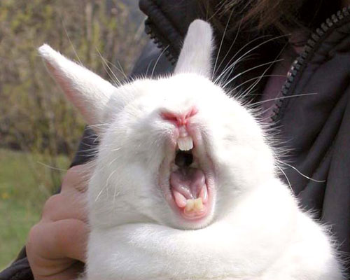 Funny Rabbit Screaming Face