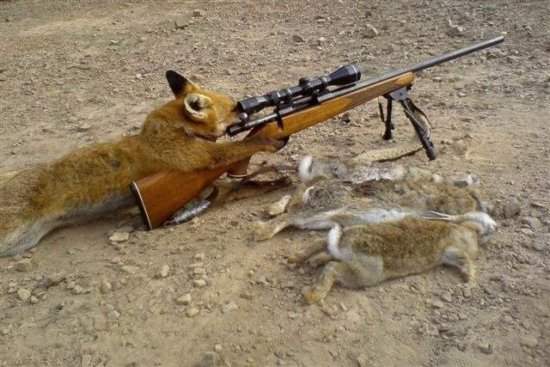 Funny Rabbit Shooting Gun
