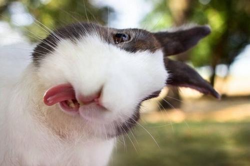 Funny Rabbit Showing Tongue