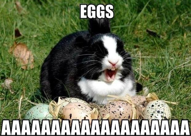 25 Very Funny Rabbit Pictures