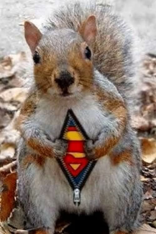 Funny Rabbit With Superman Costume