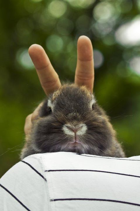 Funny Rabbit With Victory Sign