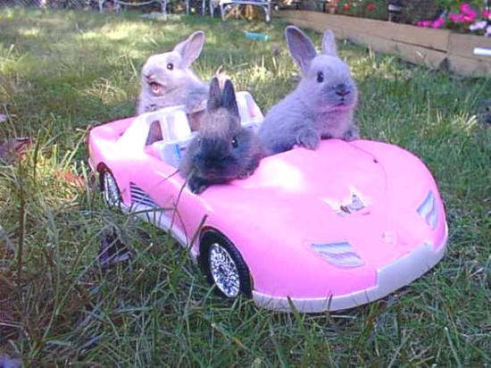 Funny Rabbits In Pink Car