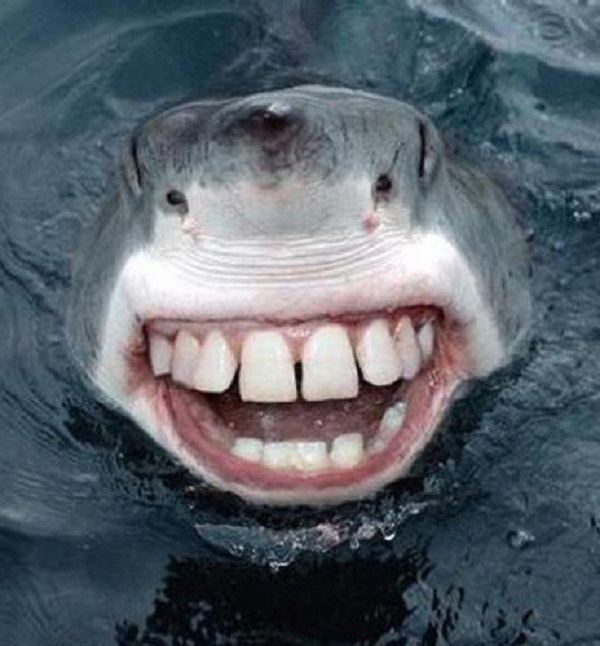 Funny Shark Smiley Face