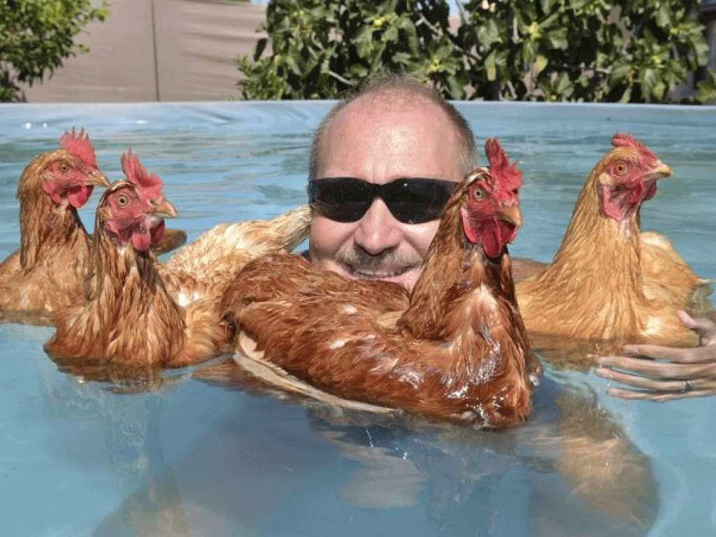 Funny Swimming Hens Picture