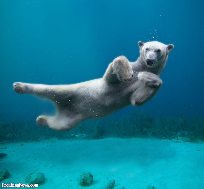 Funny Swimming Polar Bear
