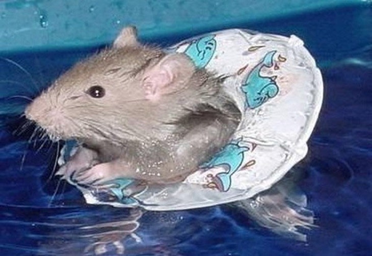 Funny Swimming Rat