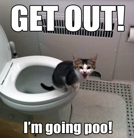 Get Out I Am Going Poo Funny Cat Meme