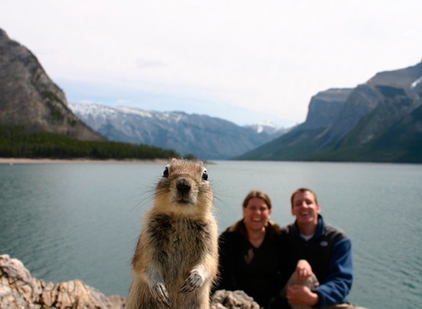 Giant Squirrel With Couple Funny Nature
