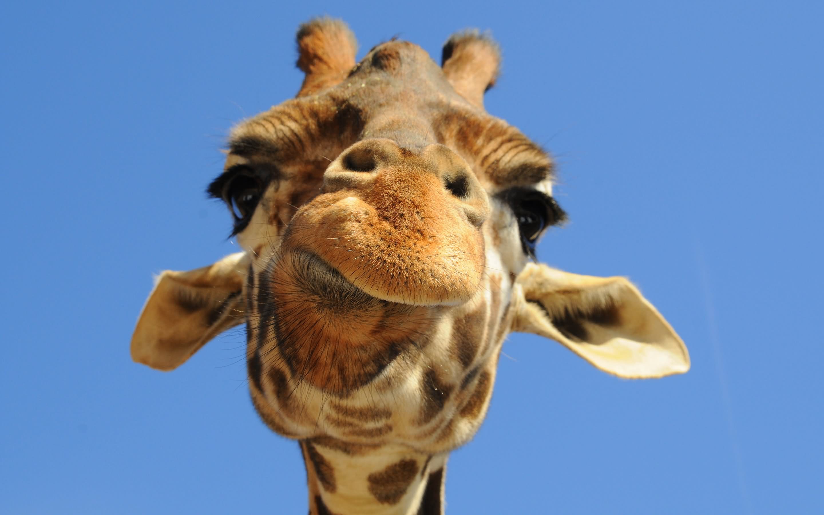 Giraffe Closeup Face Funny Picture