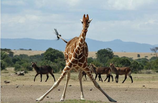 Giraffe Doing Exercise Funny Picture