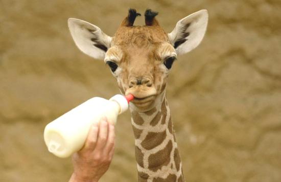 Giraffe Drinking Milk Funny Picture