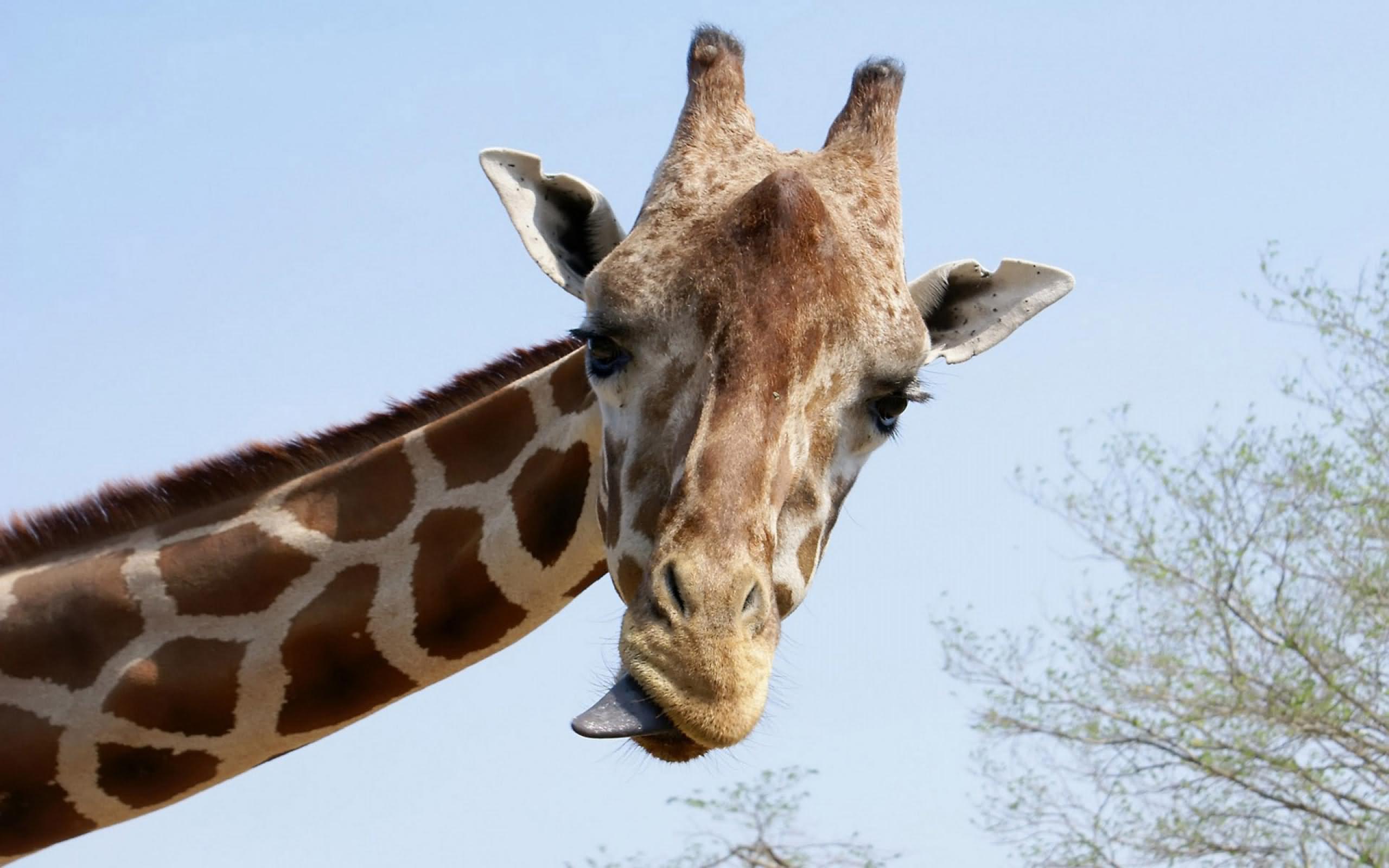 Giraffe Face Funny Tongue