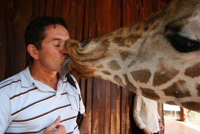 Giraffe Kissing Man Funny Picture