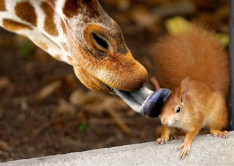 Giraffe Licking Squirrel Funny Nature
