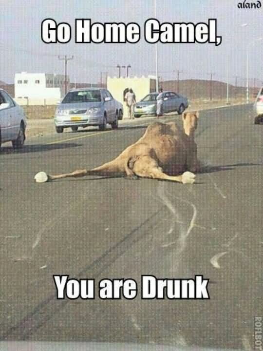 Go Home Camel You Are Drunk Funny Meme