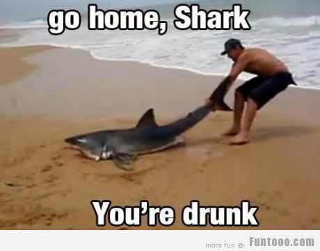 Go Home Shark You Are Drunk Funny Shark Meme