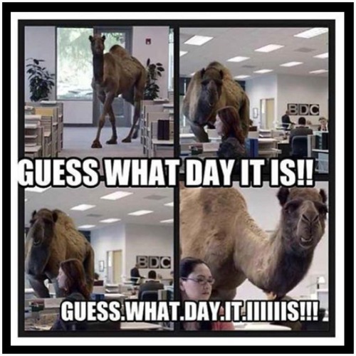 Guess What Day It Is Funny Camel Meme