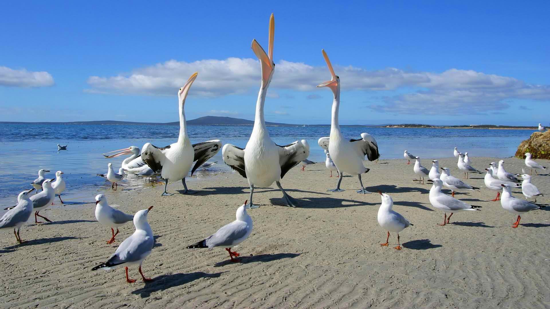 Gulls And Pelicans Sing Song Funny Nature Image