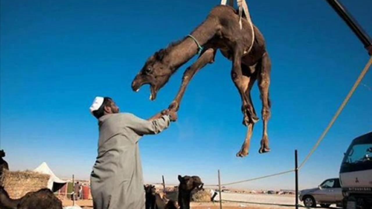 Hanging Camel Funny Picture