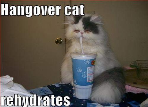 Hangover Cat Funny Caption Image