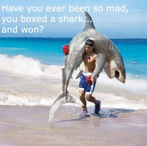 Have You Ever Been So Mad You Boxed A Shark And Won Funny Meme