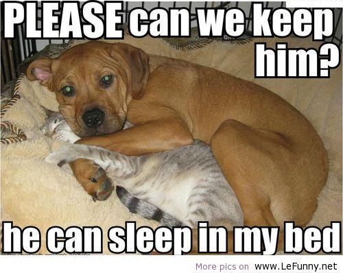 He Can Sleep In My Bed Funny Sleeping Dog And Cat