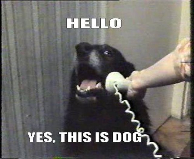 Hello Yes This Is Dog Funny Laugh