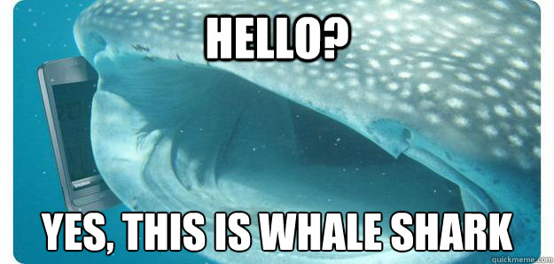 Hello Yes This Is Whale Shark Funny Meme