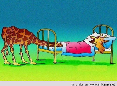 How A Giraffe Sleep Funny Cartoon Picture