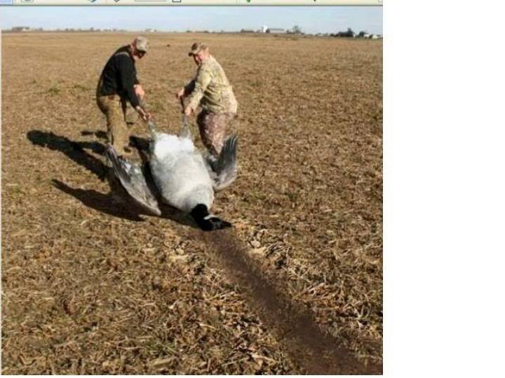 Hunters Pulling Giant Goose Funny Hunting