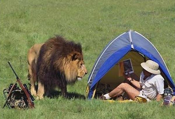 Hunter Caught By Lion Funny Picture