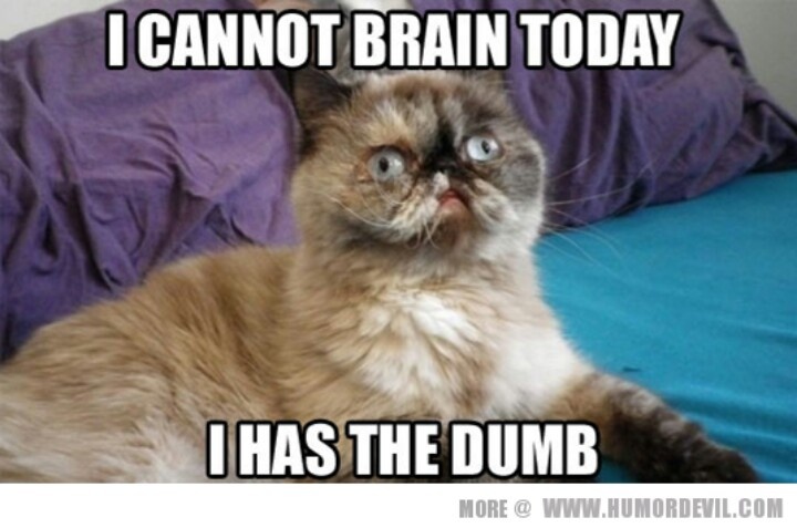 I Cannot Brain Today I Has The Dumb Funny Cat Meme